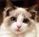猫猫时尚潮流女鞋店铺