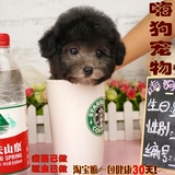 【嗨狗宠物】微小配茶杯 银灰色泰迪 泰迪幼犬活体出售 顶级灰贵