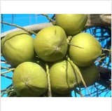 海南新鲜青皮椰子、金椰子、毛椰子嫩椰子|2个起拍 包邮