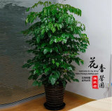 室内大型客厅办公绿植花卉盆栽绿宝 观叶绿色植物 幸福树净化空气