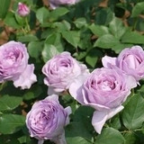 [DuRosa]蓝色系 蓝色风暴 多花浓香 月季花苗盆栽 欧月玫瑰