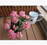 长寿花重瓣花苗绿植盆栽花卉室内桌面观花植物成品带花苞包邮特价