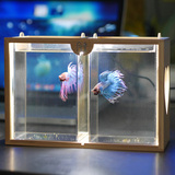 活体泰国斗鱼缸亚克力LED实木小型创意鱼缸隔离板迷你观赏鱼缸