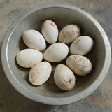 四川泸州新鲜散养农家土鹅蛋当天草鹅蛋有机天然笨鹅蛋正宗孕妇吃