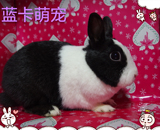 (道奇侏儒兔)宠物兔活体由蓝卡萌宠兔舍繁殖 健康 活泼 亲人