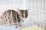 自家养纯种赛级野生亚洲豹猫 亚豹幼猫 宠物活体 低价可预订1500