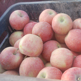正宗新疆新鲜水果 脆甜中型苹果 阿克苏红旗坡冰糖心苹果哈密瓜