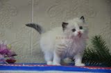 可爱海豹双色 纯种 布偶猫 妹妹 活体宠物猫崽奶猫