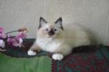 可爱海豹重点手套 纯种布偶猫蓝眼 弟 LEO 绝育 活体宠物猫崽奶猫
