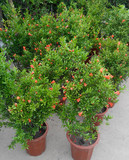 日本翠叶石榴--盆栽果树花卉盆景植物 庭院阳台花草树苗绿植植物