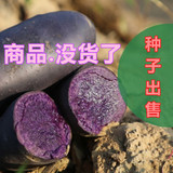 新货 黑土豆种子、黑金刚 黑美人 、紫薯，甘肃特产买10斤送1斤