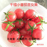 小番茄圣女果小番茄西红柿田阳千禧小番茄新鲜水果8斤包邮包赔