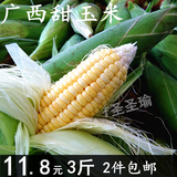 广西农家甜玉米 水果玉米,非转基因