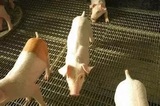 母猪分娩床 养羊漏粪网底 铁丝猪床网漏粪板 养猪漏粪篦子 猪床网