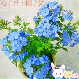蓝雪花 花卉盆栽 喜光耐热 花开不断花期长 可地栽易养护