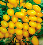 农家自种黄色圣女果 小番茄 新鲜水果 孕妇小西红柿 三斤包邮