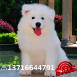 纯种澳版萨摩耶犬宠物狗出售白魔法血系萨摩幼犬雪橇犬可送货