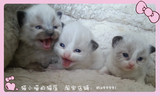 猫小喵的猫屋蓝海豹双色布偶猫手套重点色活体家养宠物小母猫咪