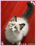 在售幼猫-真猫实价-海豹双色布偶猫小公猫