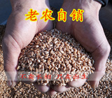 宁夏农民家自种优质新小麦粒 用来磨面粉带皮粗杂粮500g多件包邮