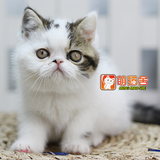 【萌猫舍】猫咪活体 异国短毛猫加菲猫波斯猫 胖胖棕虎繁花弟弟