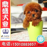 泰迪犬宠物纯种茶杯幼犬出售家养棕色巧克力白色超小活体迷你贵宾