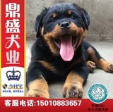 北京德系罗威纳犬纯种罗威纳幼犬赛级大型犬护卫犬工作犬狗狗出售