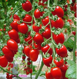 菜博会推荐品种 红玉番茄种子 红果樱桃番茄 日本进口水果西红柿