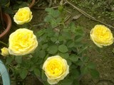 盆栽玫瑰精选，多花迷你千瓣黄钻石玫瑰，花多又清香，精致好看