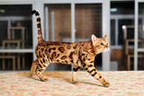 美国TICA猫会认证血统赛级孟加拉豹猫弟弟（CAA猫展冠军猫）