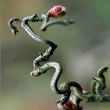 当年开花游龙梅 梅花盆景树苗 游龙梅苗