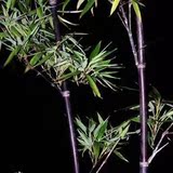高档竹子紫竹紫竹苗--庭院绿化的彩色竹子 花卉 盆栽