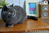 厦门精灵家族英国短毛猫 蓝猫种公对外借配 高产种公 蓝英短