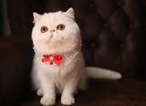 小欧家CFA纯白色加菲猫宠物猫 异国短毛猫——种母 生日2015.7.8