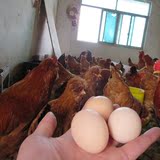 北京油鸡种蛋 宫廷黄鸡种蛋受精蛋鸡蛋种蛋宫廷鸡种蛋受精蛋
