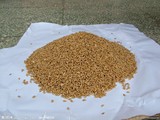 鸽子小麦粒小鸡 家禽宠物饲料 安徽农家种植小麦草种子 鱼饵