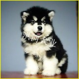 纯种阿拉斯加雪橇犬幼犬狗狗出售 十字脸黑色红色灰色均有