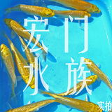 纯种日本锦鲤鱼苗 黄金闪鳞 金鱼活体 观赏鱼钻石鳞风水鱼鳞发光