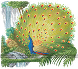 【十字绣绣图 图纸 重绘】DMC-Peacock 孔雀开屏 客厅大画 中国风