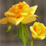盆栽室内有氧植物玫瑰花苗绿植花卉 黄玫瑰花苗黄金时代