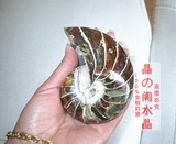 极品纯天然鹦鹉螺摆件马达加斯加发财螺化石玉华标本特价
