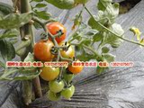 生态农庄露天自产有机肥种植无农药无激素新鲜圣女果樱桃西红柿