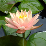 池塘观花植物睡莲种块水池里的仙子科罗拉多花卉瑞源趣味吸甲醛