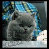【EU纯种猫推广机构】 英国短毛蓝猫 猫咪 英短 英短猫MM 宠物猫