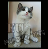 【EU纯种猫推广机构】CFA 英短 蓝猫 英国短毛蓝白双色 MM 宠物猫