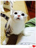 宠物猫 苏格兰折耳猫 补丁加白 银虎斑 美短花纹 纯种 mm sold