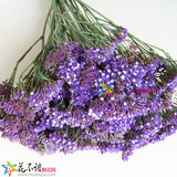 云南鲜花 鲜切花 紫天星 0.5公斤装 稀有花材 云南基地种植批发
