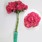绣球花 紫阳花 1支装 红色 云南基地鲜花种植供货 婚礼用花批发