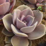 多肉植物【紫珍珠】红心莲 景天科 色彩艳丽叶展约4cm 杏花山多肉
