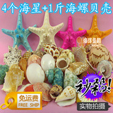 包邮 4个海星+1斤海螺贝壳白珊瑚套餐 套装家居地台婚礼拍摄道具
